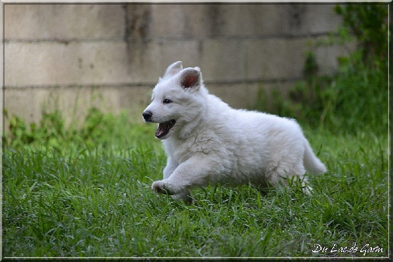 Du Lac De Garm - Berger Blanc Suisse - Portée née le 20/03/2015