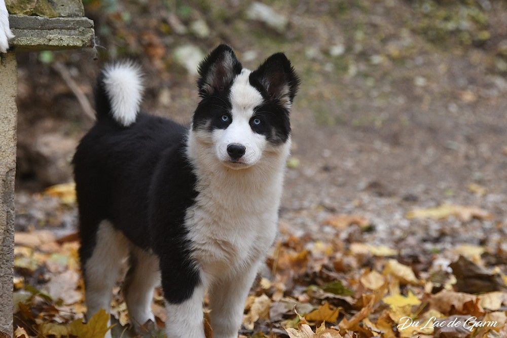Du Lac De Garm - Chiots disponibles - Laika de iakoutie
