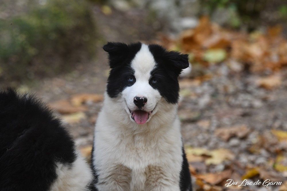 Du Lac De Garm - Chiots disponibles - Laika de iakoutie