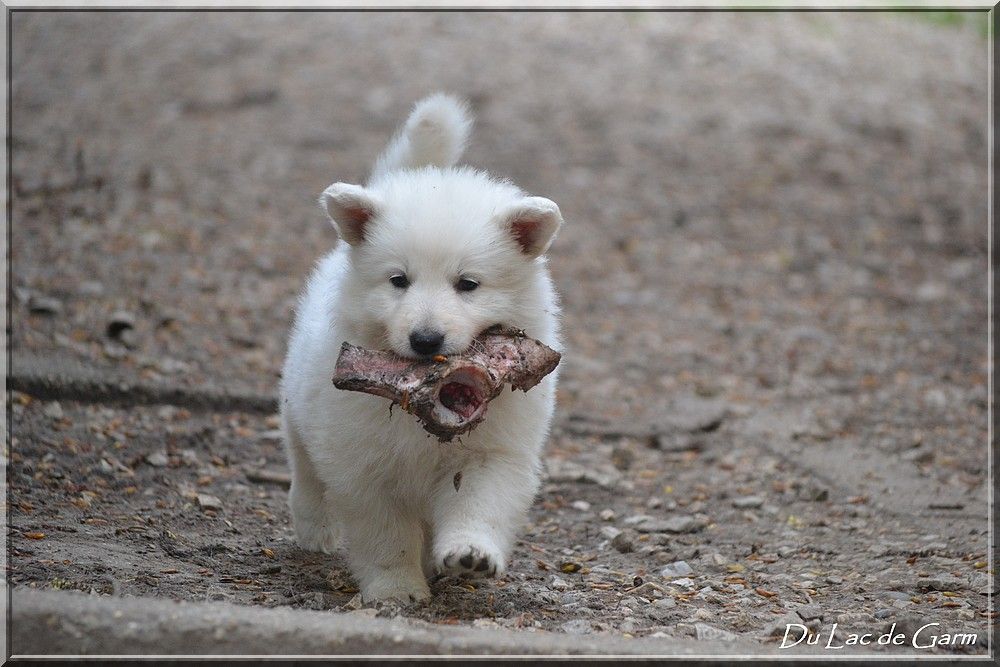 Du Lac De Garm - Berger Blanc Suisse - Portée née le 25/02/2018