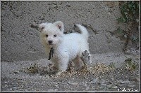 CHIOT bleu