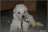 CHIOT rouge pois noir