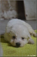 CHIOT collier blanc