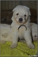 CHIOT collier gris