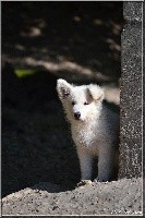 CHIOT collier marron