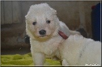 CHIOT collier rose pois blanc