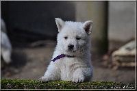 male collier violet