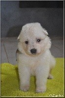 CHIOT collier vert clair