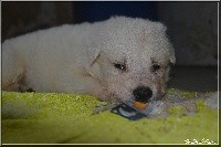 CHIOT orange pois noir