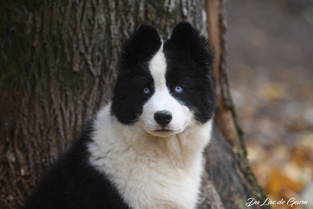 Du Lac De Garm - Chiots disponibles - Laika de iakoutie