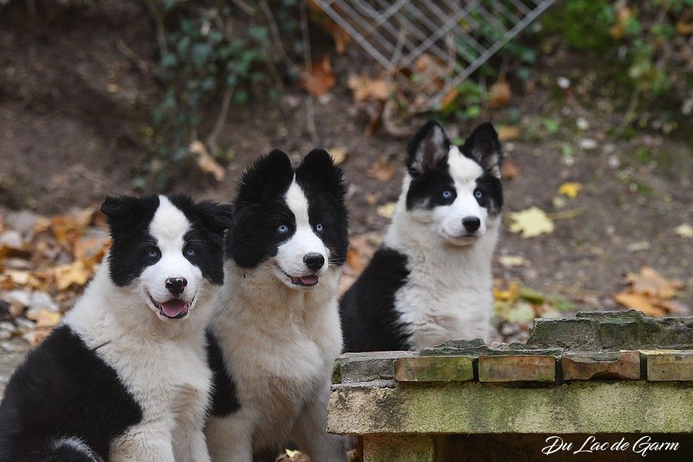 Chiot Laika de iakoutie Du Lac De Garm