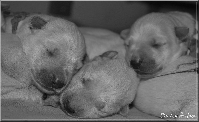 Du Lac De Garm - Berger Blanc Suisse - Portée née le 06/12/2015