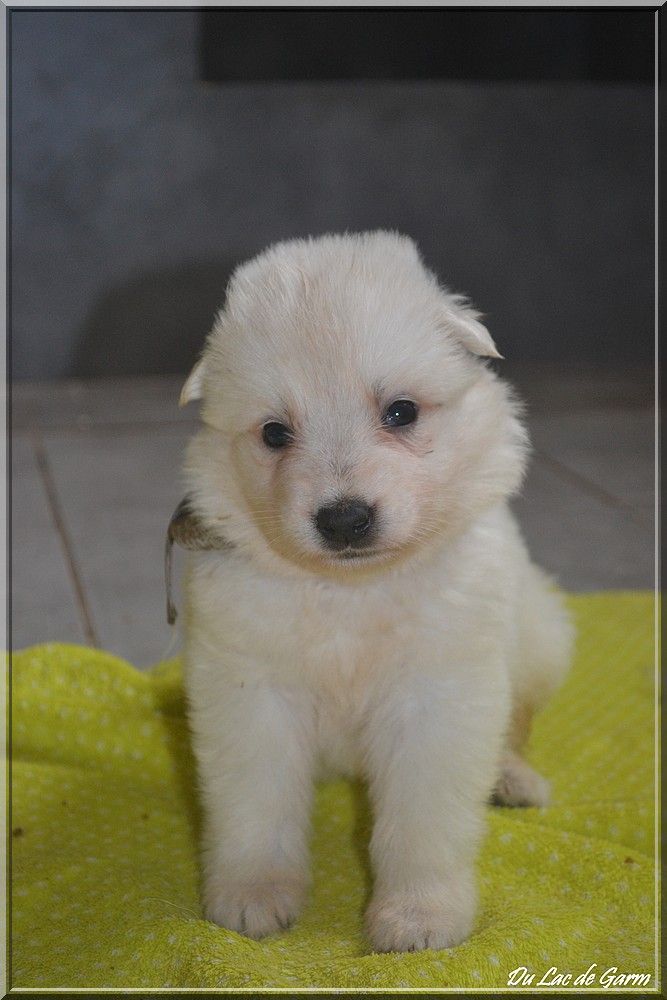 Du Lac De Garm - Berger Blanc Suisse - Portée née le 26/05/2018